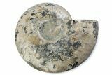 Cut & Polished Ammonite Fossil (Half) - Madagascar #362396-1